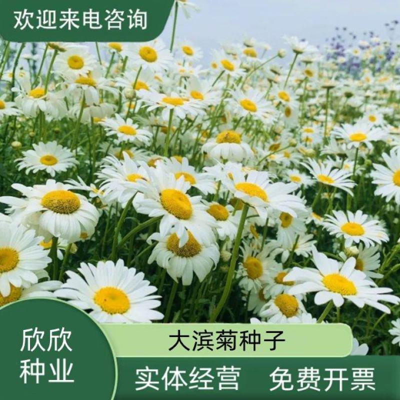 大滨菊种子小滨菊园林景观花海庭院花卉种子多年生花种子花籽