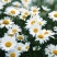 大滨菊种子小滨菊园林景观花海庭院花卉种子多年生花种子花籽