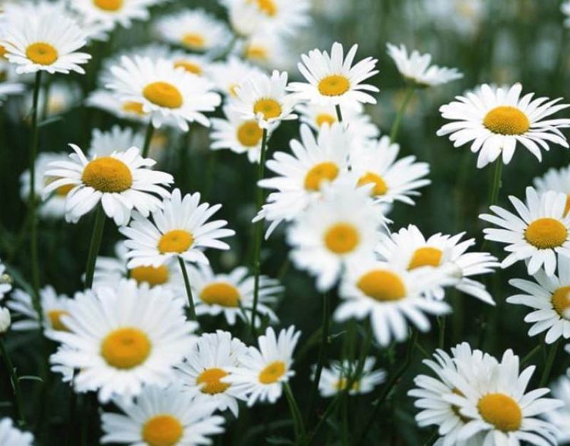 大滨菊种子小滨菊园林景观花海庭院花卉种子多年生花种子花籽