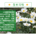 大滨菊种子小滨菊园林景观花海庭院花卉种子多年生花种子花籽