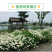 大滨菊种子小滨菊园林景观花海庭院花卉种子多年生花种子花籽