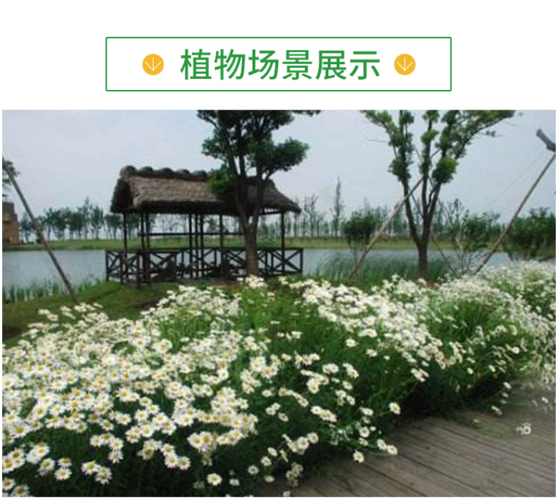 大滨菊种子小滨菊园林景观花海庭院花卉种子多年生花种子花籽