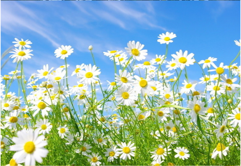 大滨菊种子小滨菊园林景观花海庭院花卉种子多年生花种子花籽
