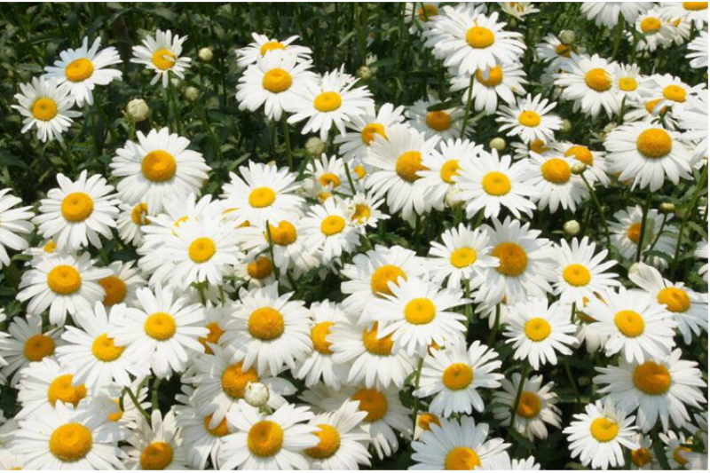 大滨菊种子小滨菊园林景观花海庭院花卉种子多年生花种子花籽
