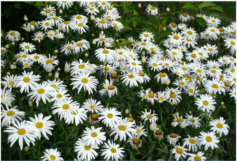 大滨菊种子小滨菊园林景观花海庭院花卉种子多年生花种子花籽
