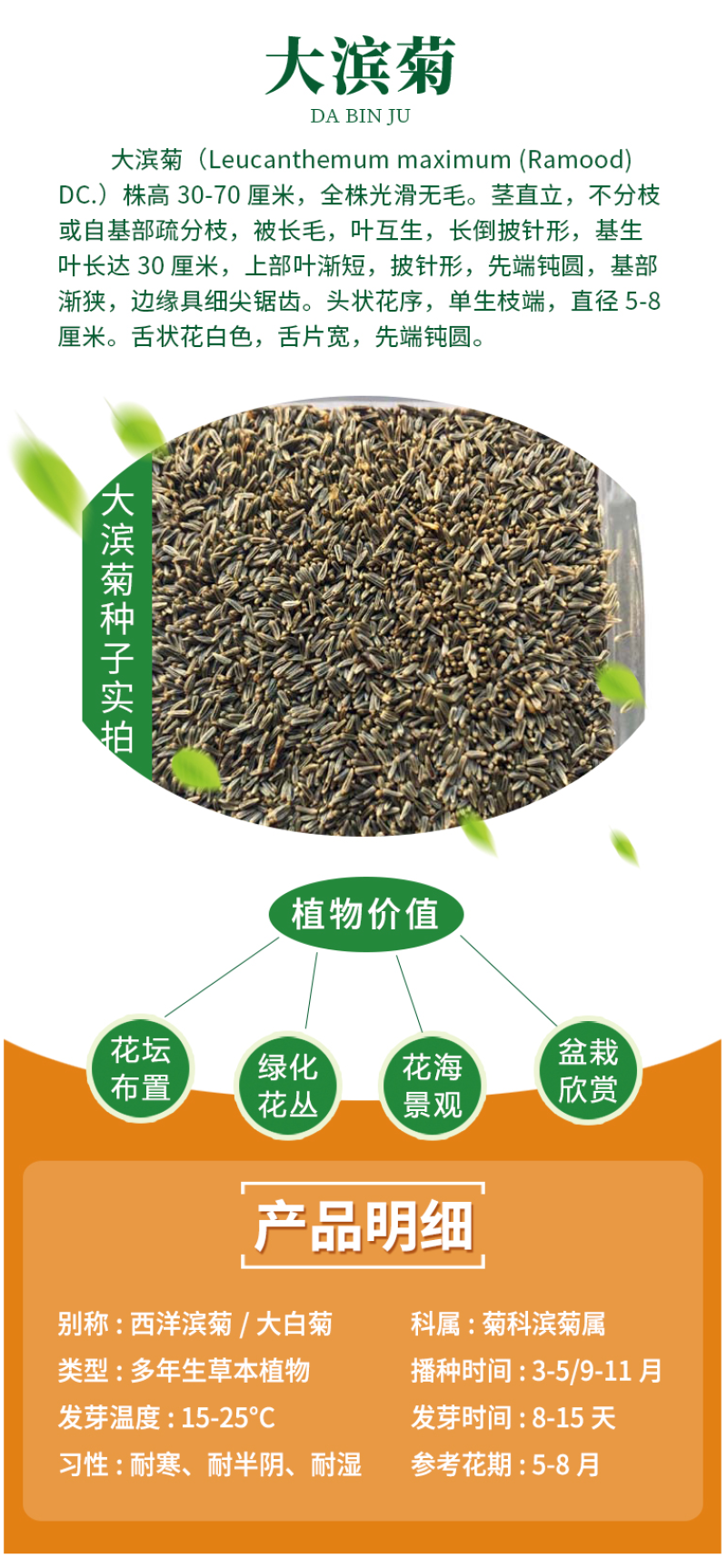 大滨菊种子小滨菊园林景观花海庭院花卉种子多年生花种子花籽