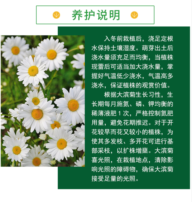 大滨菊种子小滨菊园林景观花海庭院花卉种子多年生花种子花籽
