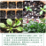 大滨菊种子小滨菊园林景观花海庭院花卉种子多年生花种子花籽