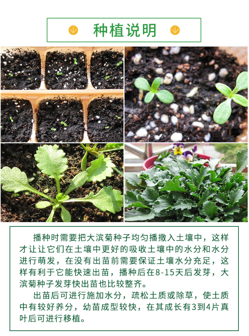 大滨菊种子小滨菊园林景观花海庭院花卉种子多年生花种子花籽