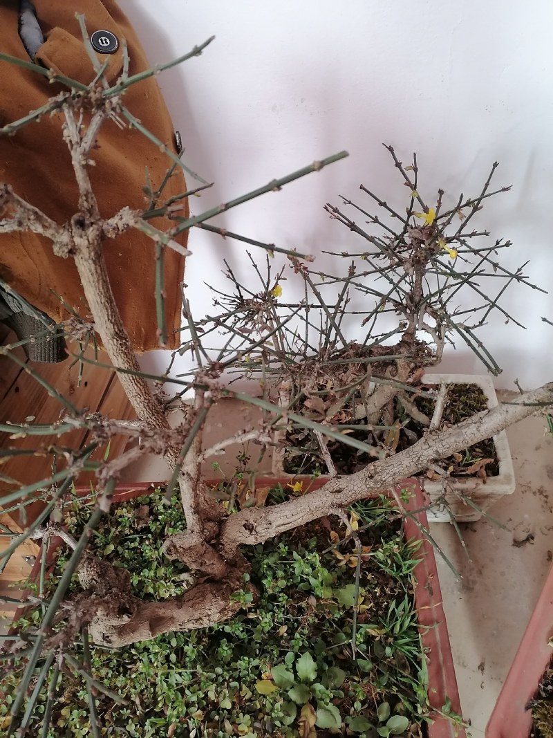 迎春花盆景花，易栽易活，现栽正当时，花开春来到，只有品