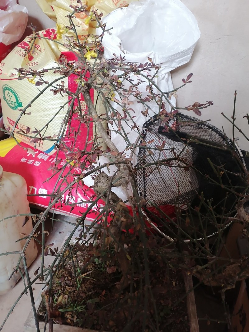迎春花盆景花，易栽易活，现栽正当时，花开春来到，只有品