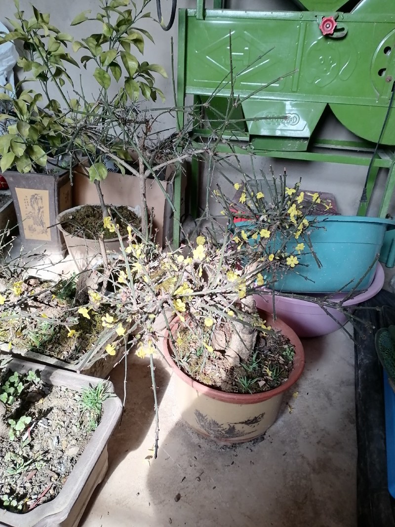 迎春花盆景花，易栽易活，现栽正当时，花开春来到，只有品