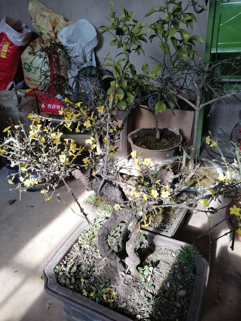 迎春花盆景花，易栽易活，现栽正当时，花开春来到，只有品