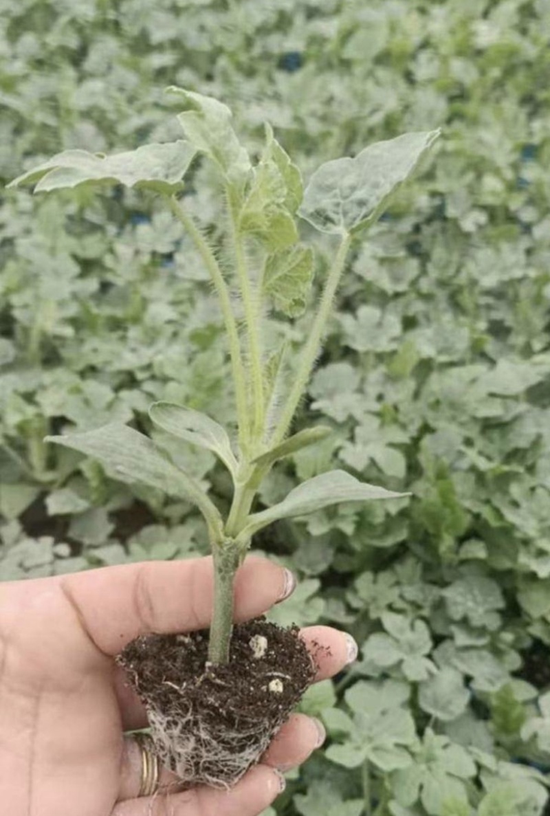 优选嫁接美都西瓜苗基地直发一手货大量供应