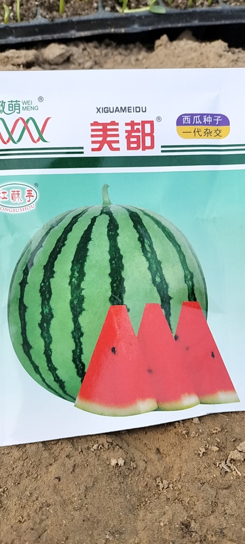 优选嫁接美都西瓜苗基地直发一手货大量供应