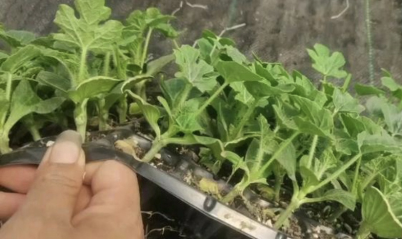 优选嫁接美都西瓜苗基地直发一手货大量供应