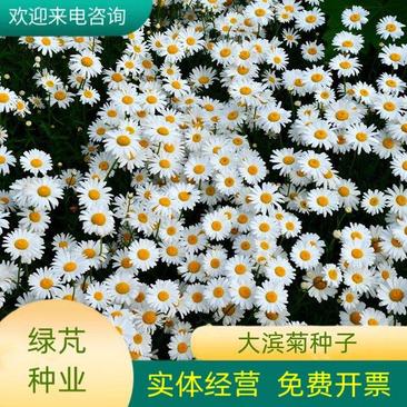 大滨菊种子小滨菊园林景观花海庭院花卉种子多年生花种子花籽