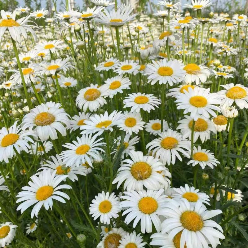 大滨菊种子小滨菊园林景观花海庭院花卉种子多年生花种子花籽