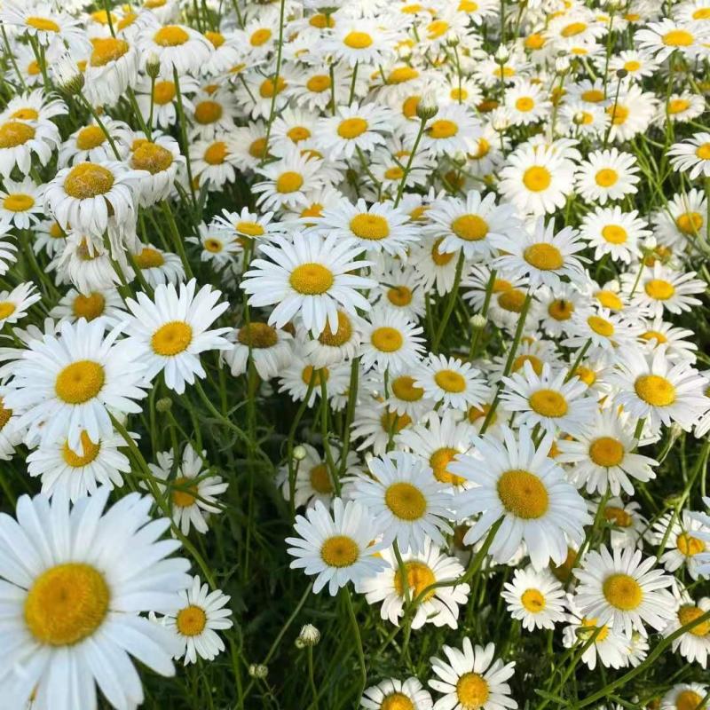 大滨菊种子小滨菊园林景观花海庭院花卉种子多年生花种子花籽