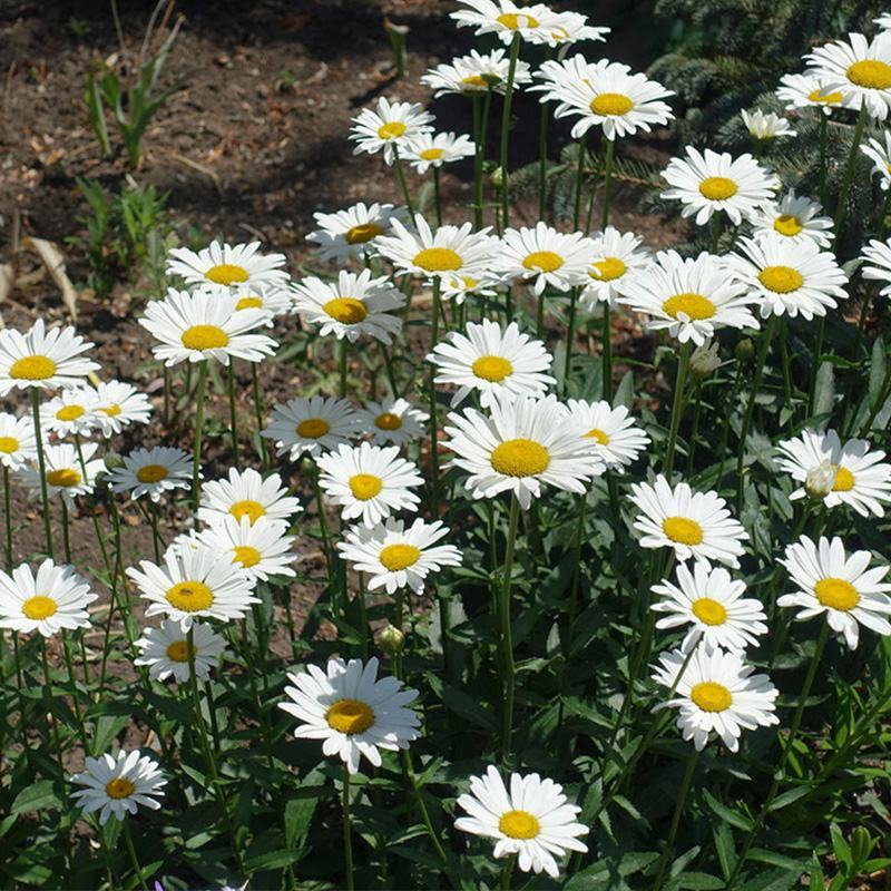 大滨菊种子小滨菊园林景观花海庭院花卉种子多年生花种子花籽