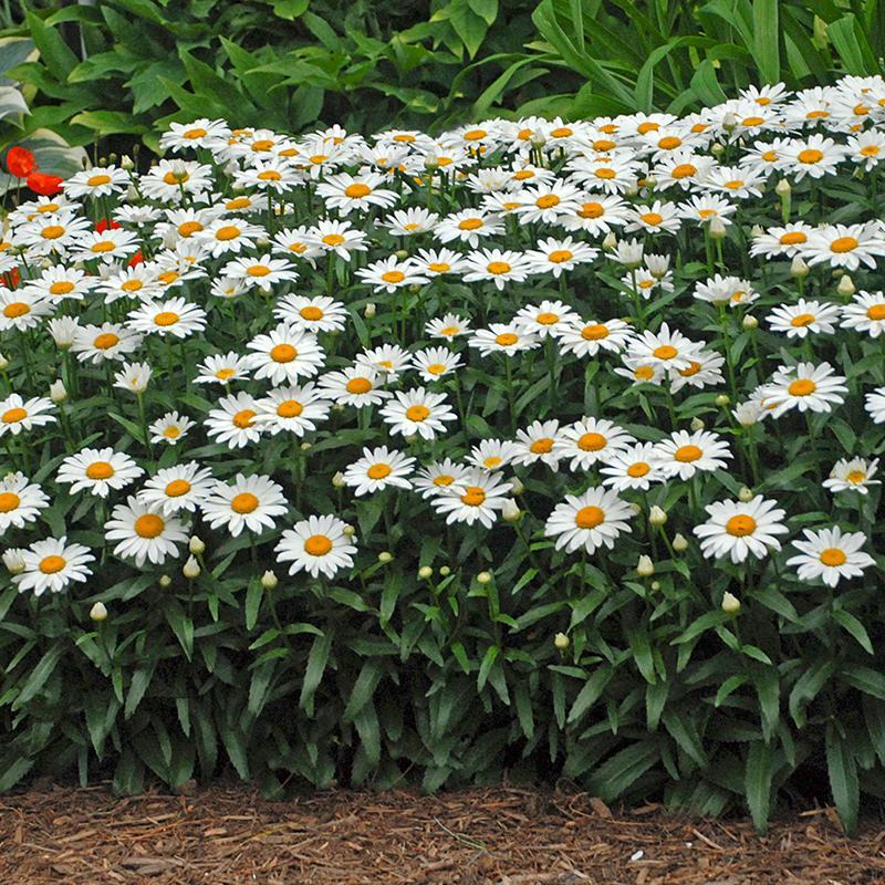 大滨菊种子小滨菊园林景观花海庭院花卉种子多年生花种子花籽