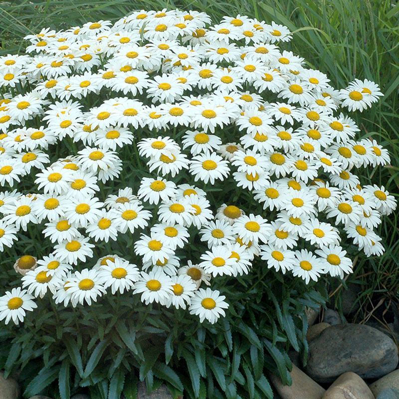 大滨菊种子小滨菊园林景观花海庭院花卉种子多年生花种子花籽