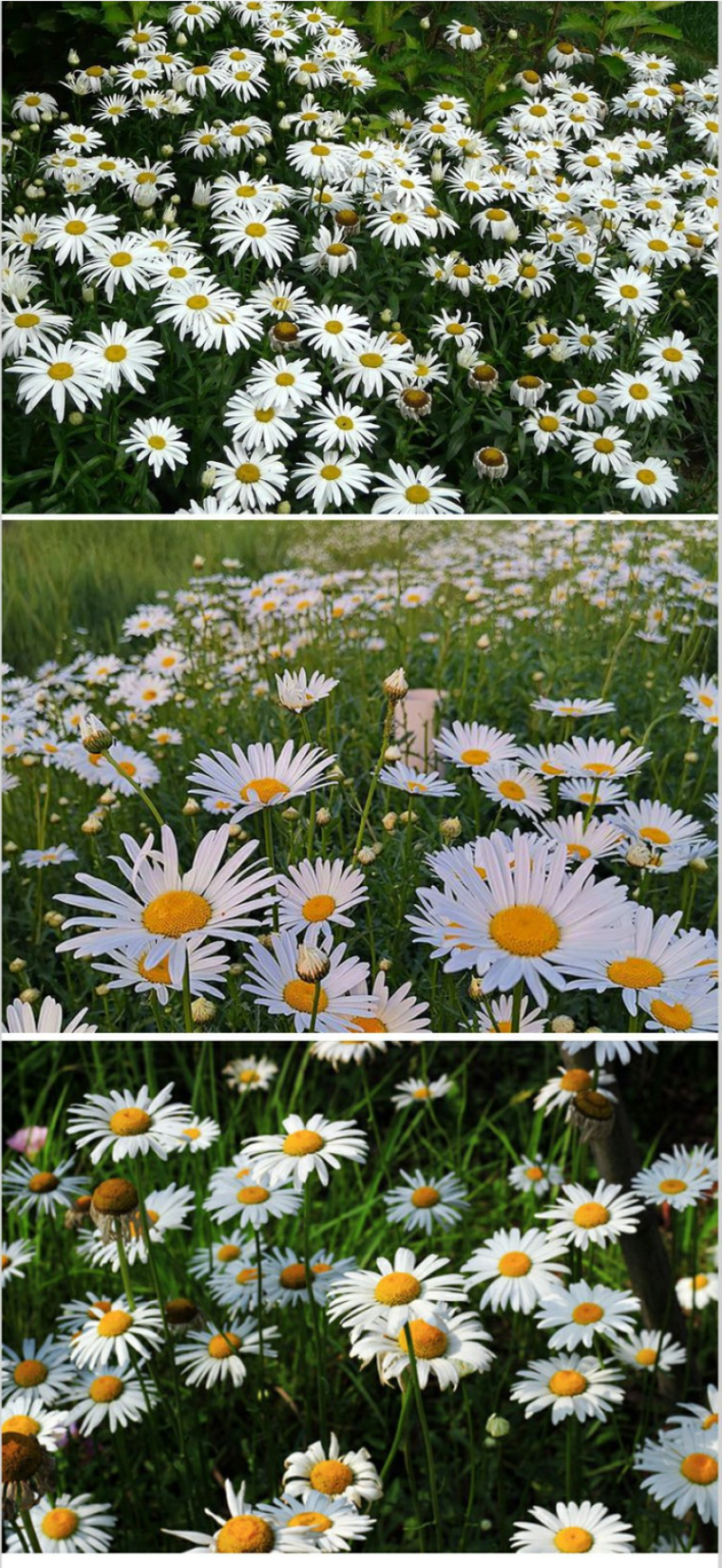 大滨菊种子小滨菊园林景观花海庭院花卉种子多年生花种子花籽