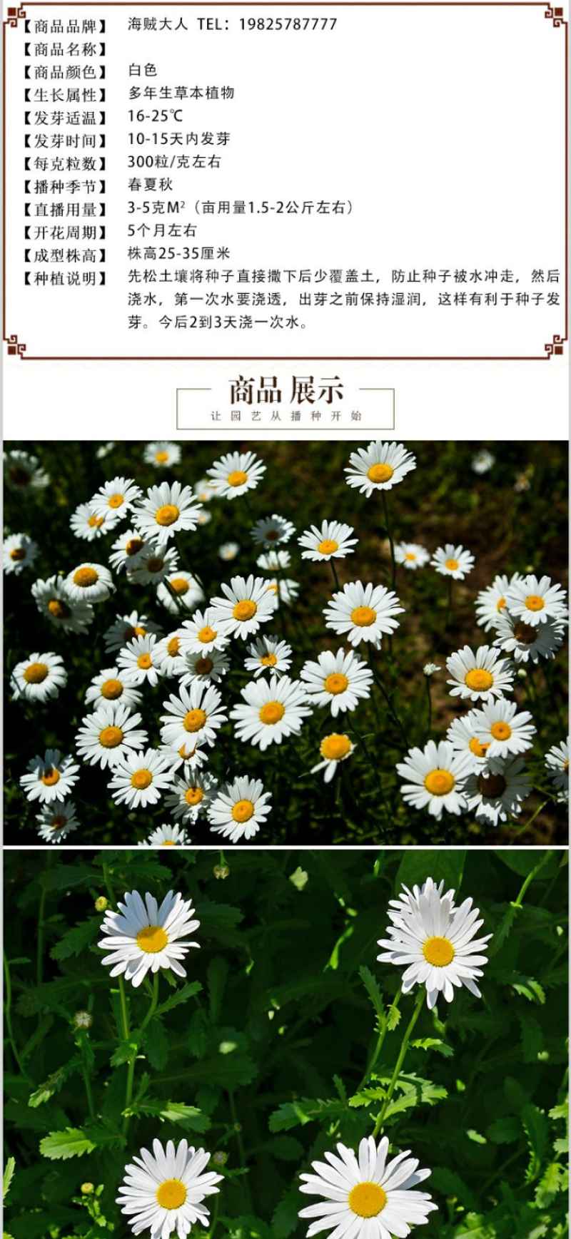 大滨菊种子小滨菊园林景观花海庭院花卉种子多年生花种子花籽
