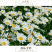 大滨菊种子小滨菊园林景观花海庭院花卉种子多年生花种子花籽