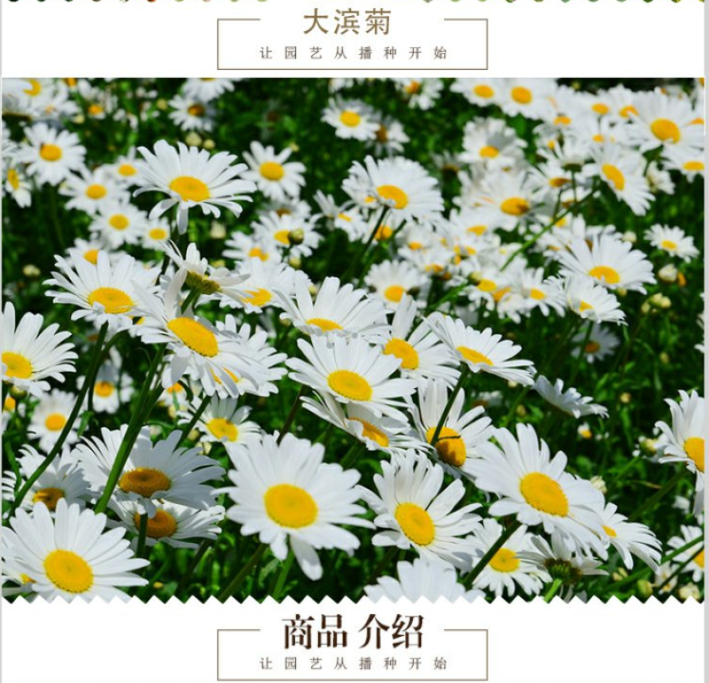 大滨菊种子小滨菊园林景观花海庭院花卉种子多年生花种子花籽