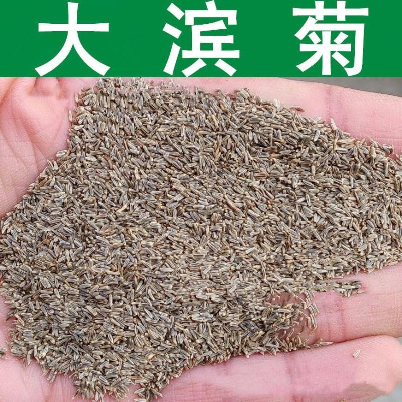 大滨菊种子小滨菊园林景观花海庭院花卉种子多年生花种子花籽