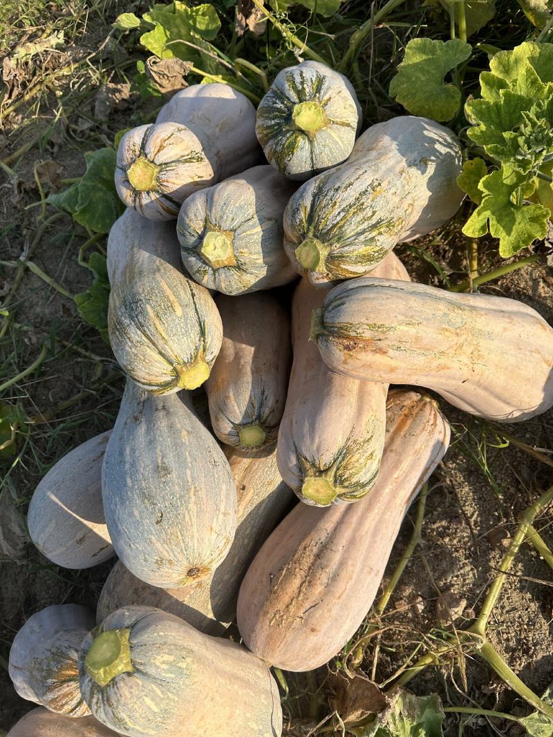 南瓜海南精品南瓜八成熟瓜型好货源充足欢迎联系
