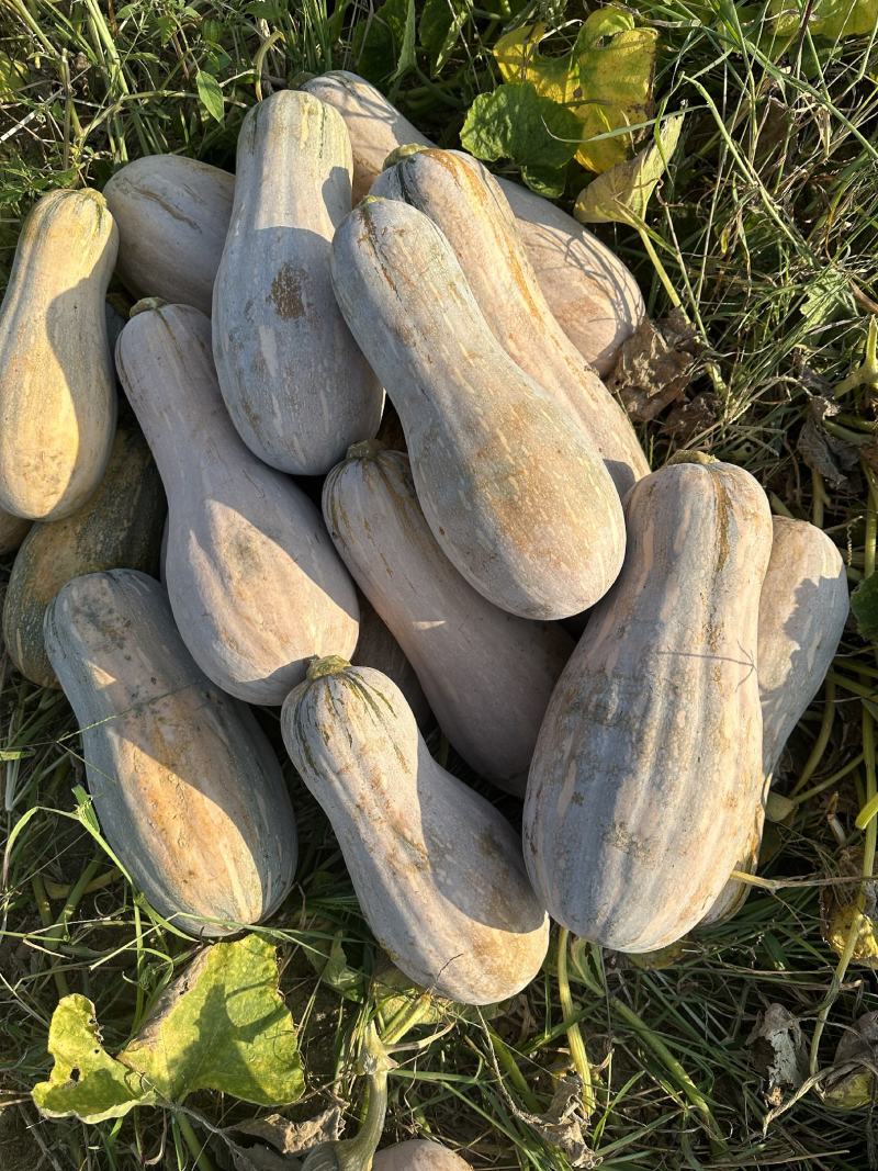 南瓜海南精品南瓜八成熟瓜型好货源充足欢迎联系