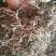 黄花菜根～1公斤起售～质量好，价格便宜，欢迎咨询采购