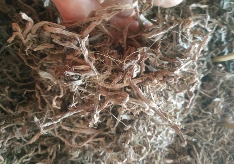 黄花菜根～1公斤起售～质量好，价格便宜，欢迎咨询采购