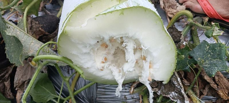 【海南精品白皮冬瓜】白吊冬瓜有货欢迎全国客户订购
