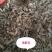 鬼箭羽～新货～1公斤起售～质量好欢迎咨询采购