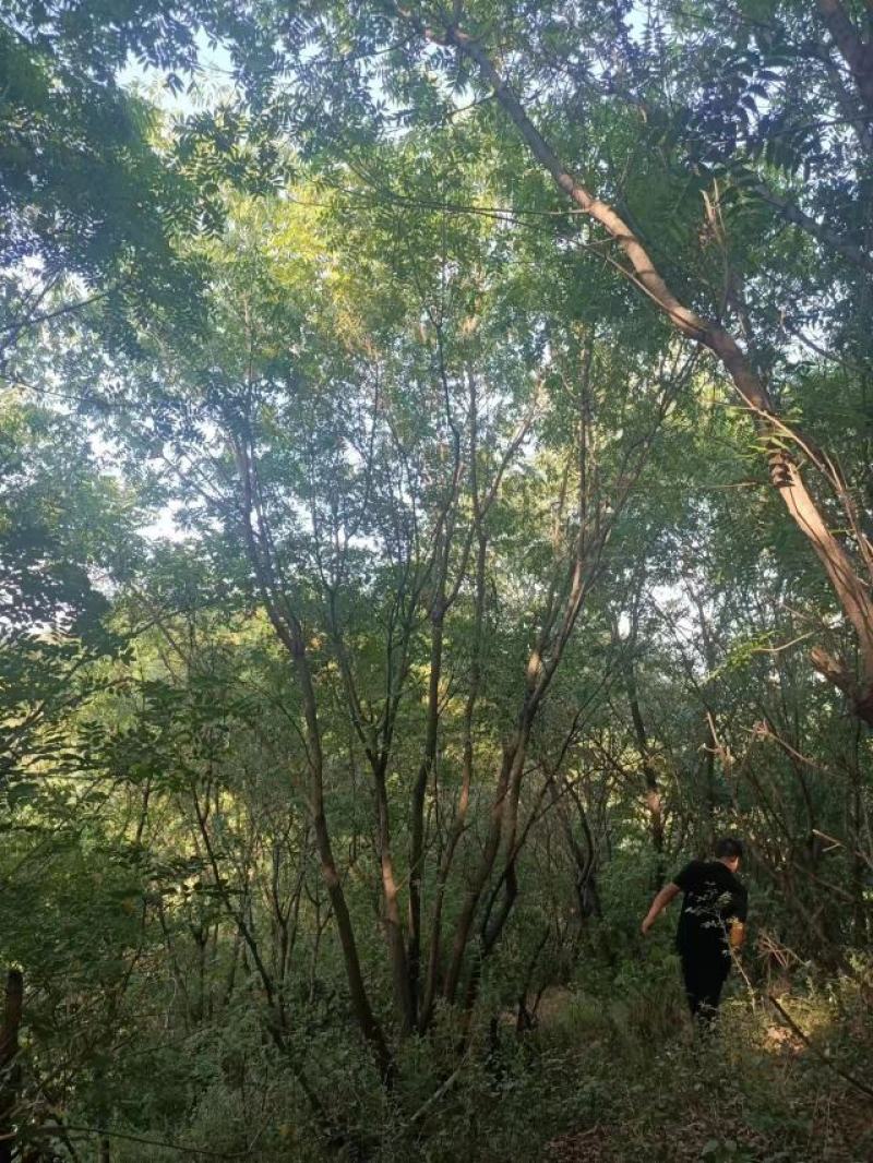 丛生黄连木，河南南阳供应丛生黄连木