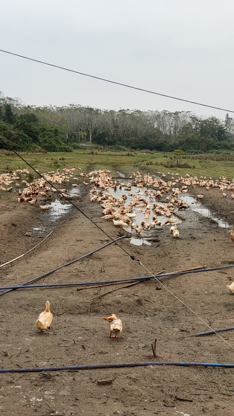 红鸭、鸭子、活鸭、瘦肉型鸭