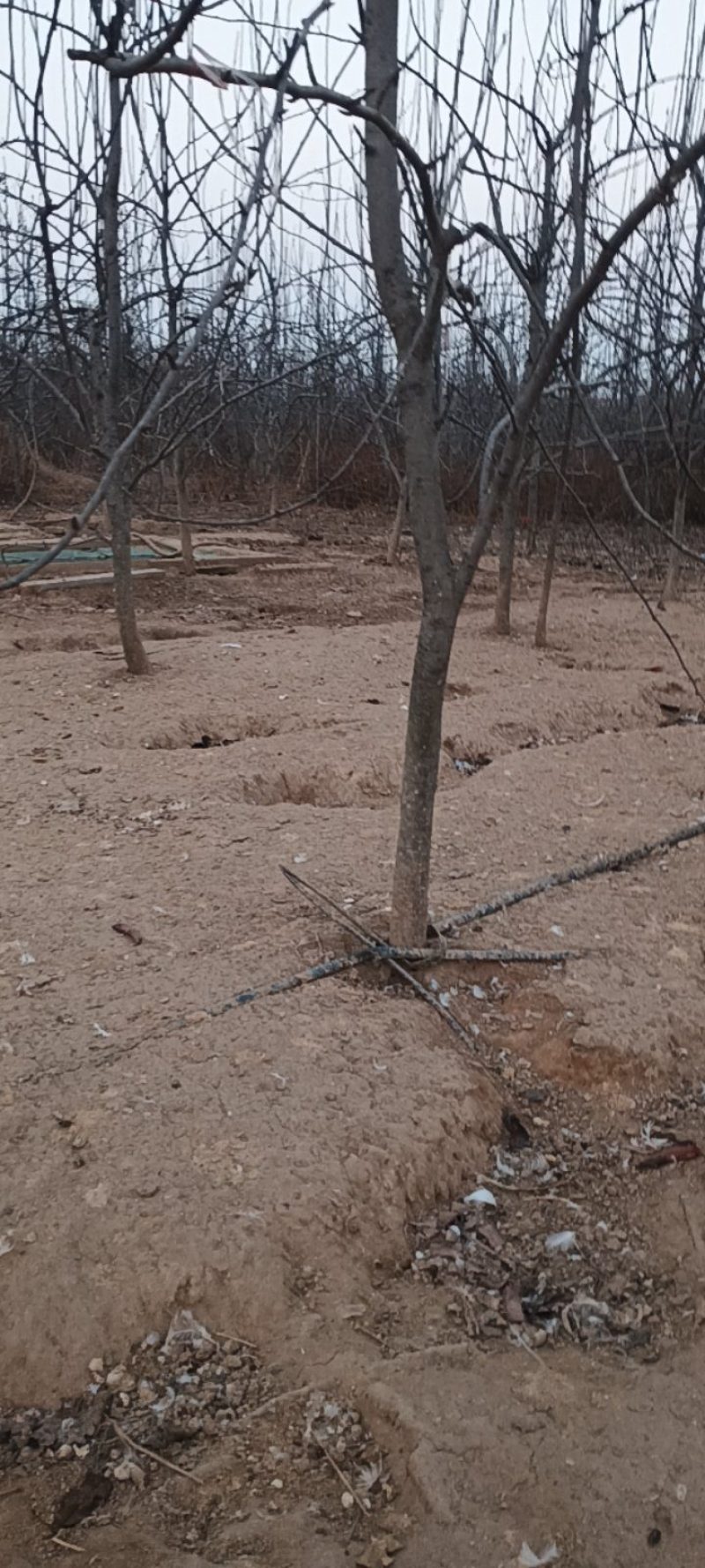 彩虹梨树