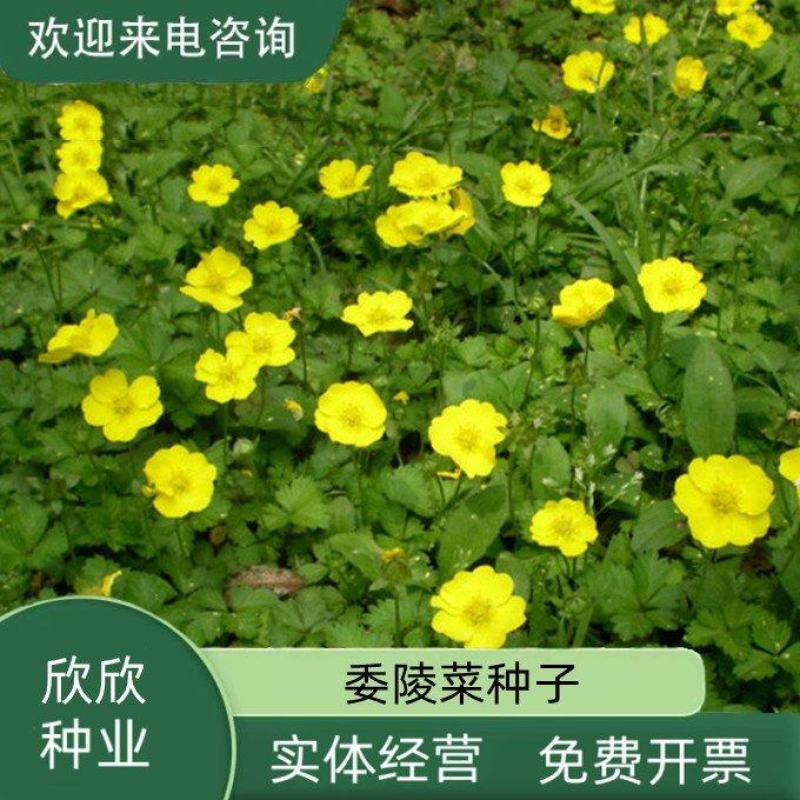 委陵菜种子阳台庭院盆栽室内四季易种地被花卉种子多年生黄色