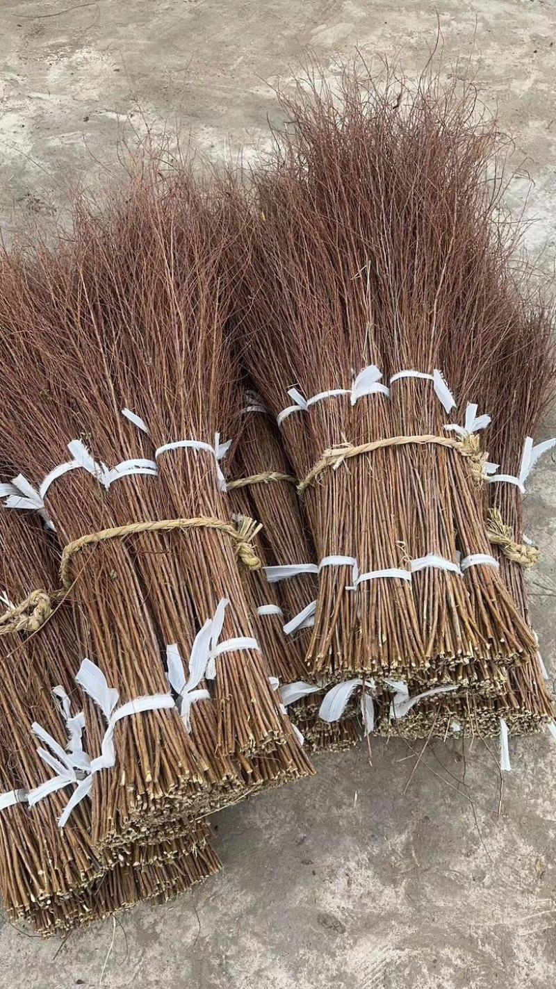 干支雪柳批发自己种的花质量好每年都在卖欢迎来电