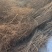 干支雪柳批发自己种的花质量好每年都在卖欢迎来电