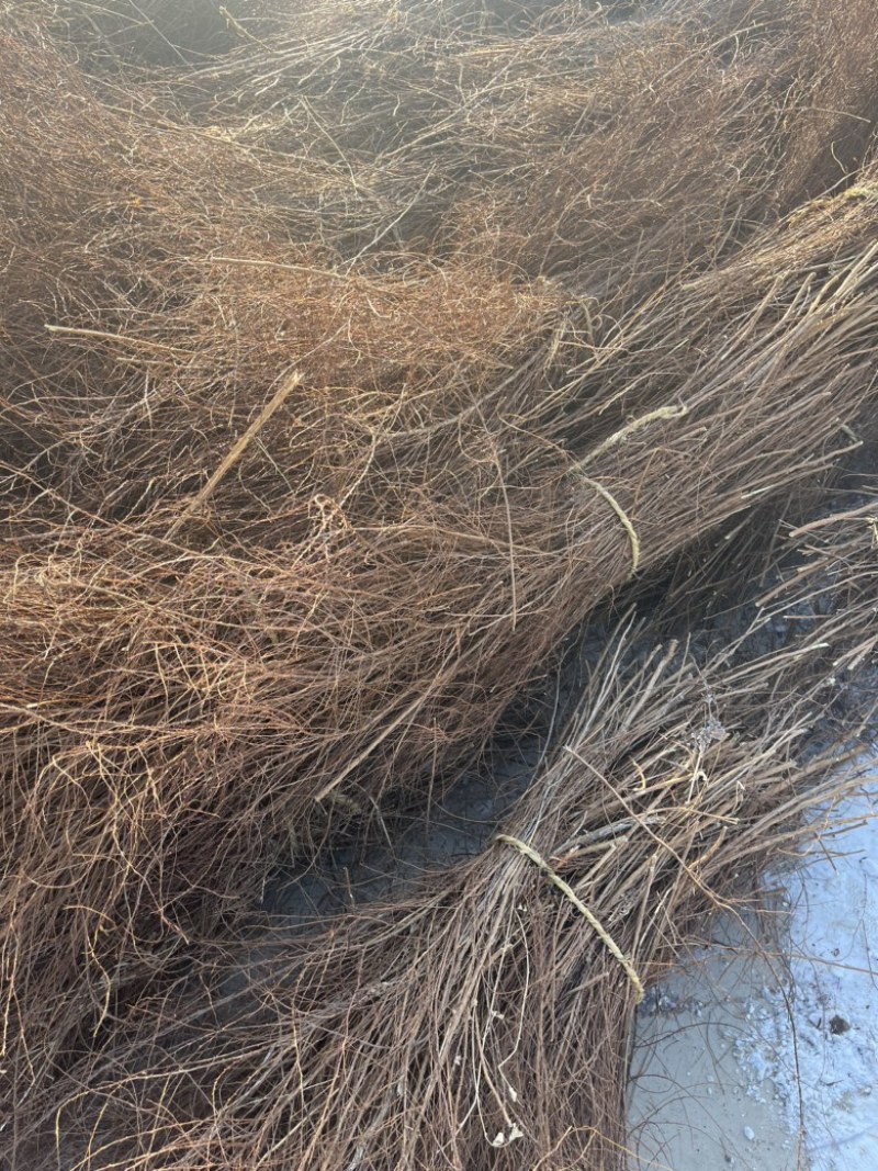 干支雪柳批发自己种的花质量好每年都在卖欢迎来电
