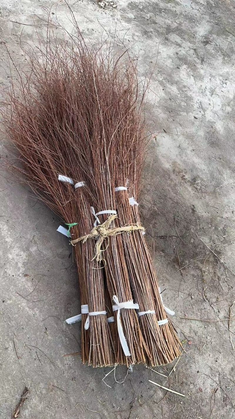 干支雪柳批发自己种的花质量好每年都在卖欢迎来电