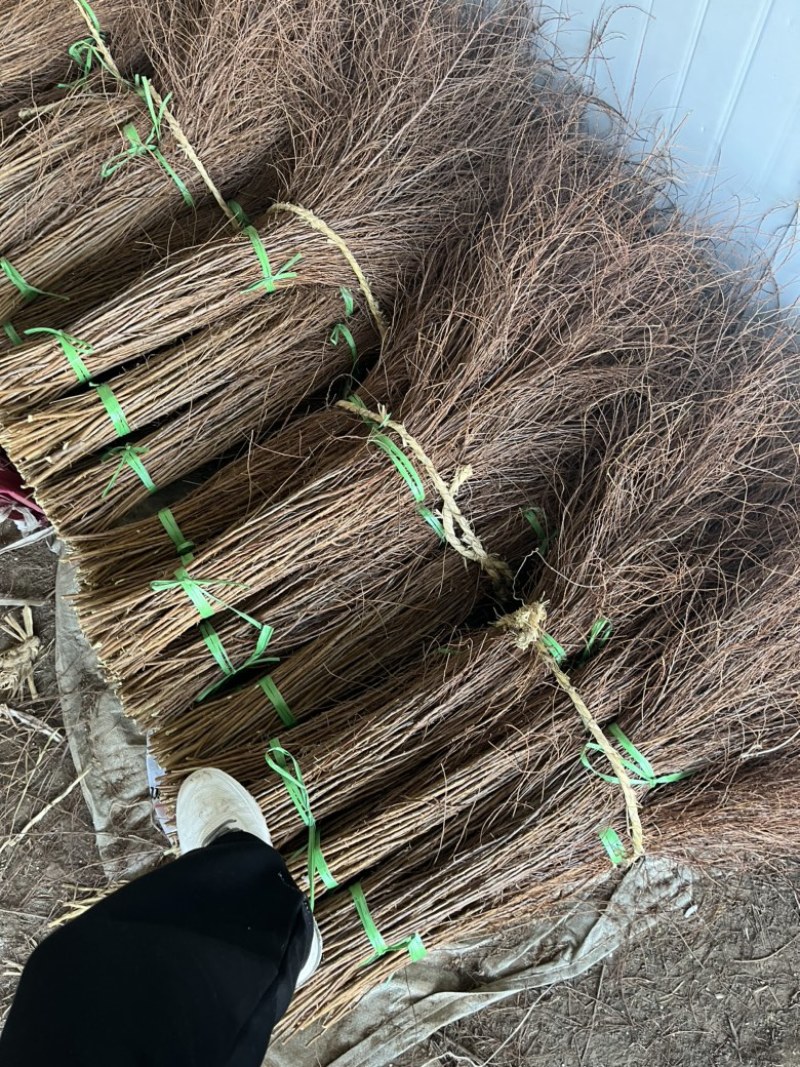 干支雪柳批发自己种的花质量好每年都在卖欢迎来电