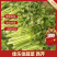 河南夏邑芹菜大量上市，价格优惠品质优量，欢迎大家前来订购