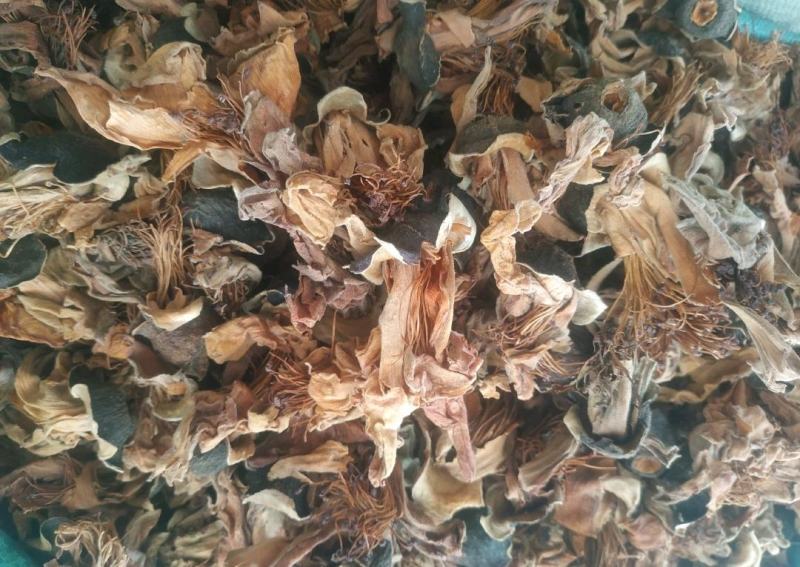 木棉花～新货量大优惠质量好价格便宜欢迎采购