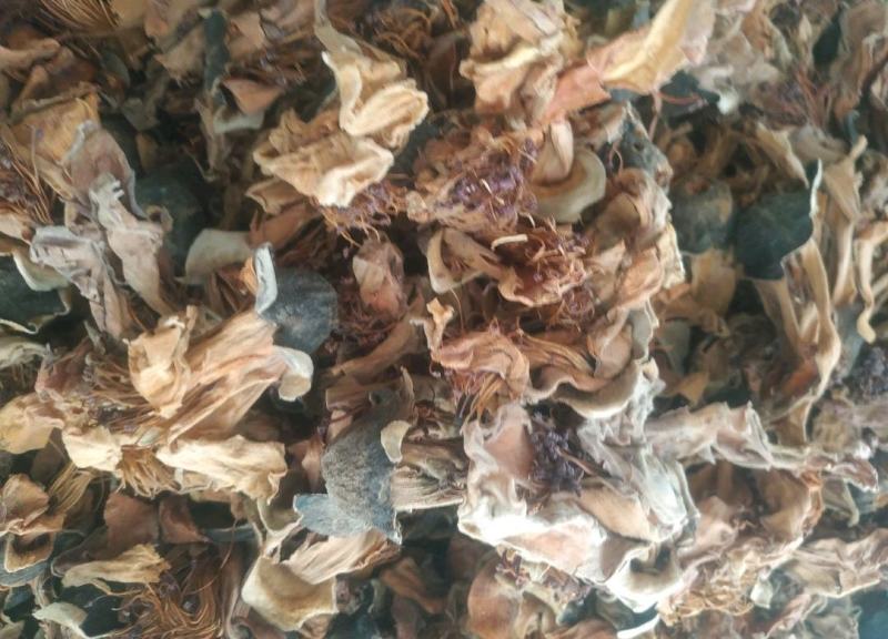 木棉花～新货量大优惠质量好价格便宜欢迎采购