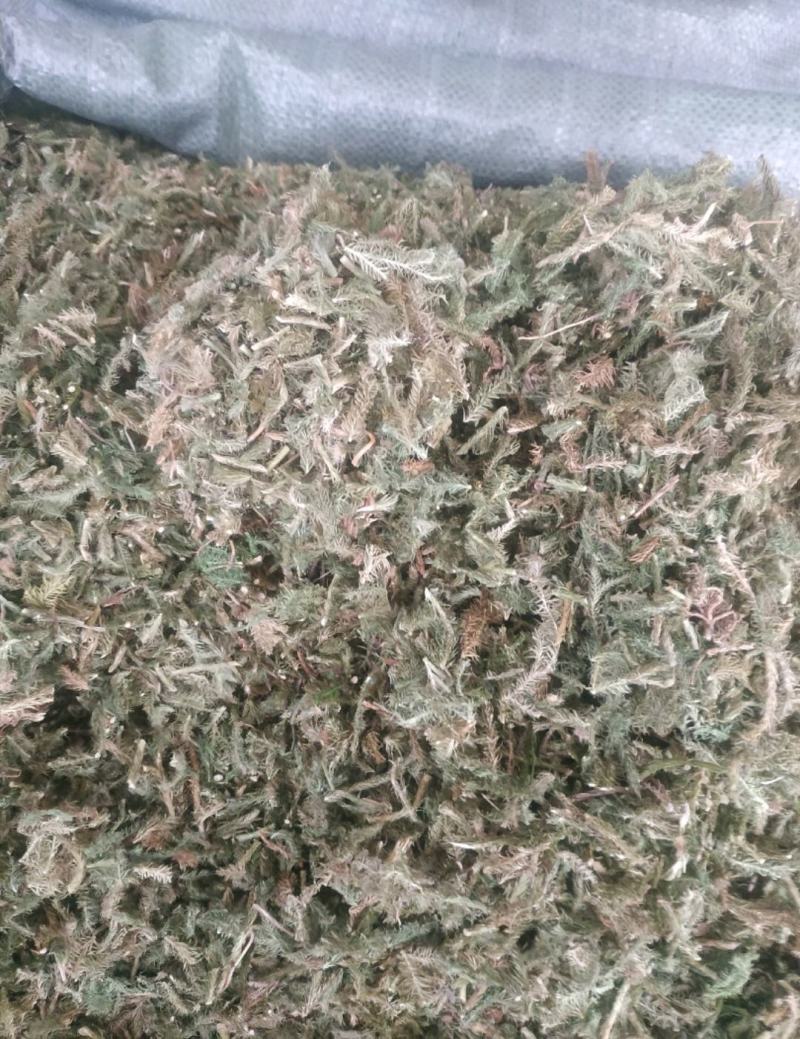 伸筋草（新货～量大优惠）质量好欢迎咨询采购